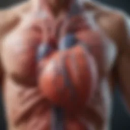 An illustration depicting the cardiovascular system