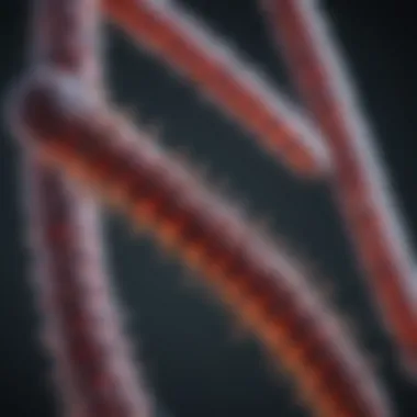 Telomeres Shortening Over Time A graphical representation of telomeres shortening with age