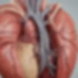 Anatomical illustration showing the aorta and tricuspid valve in relation to the heart