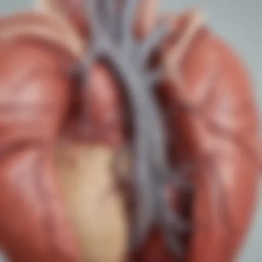 Anatomical illustration showing the aorta and tricuspid valve in relation to the heart