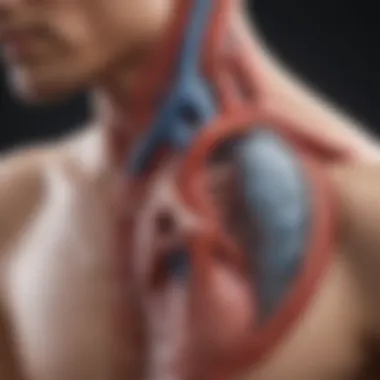 Physiological Functions of Aorta and Tricuspid Valve Diagram illustrating the physiological functions of the aorta and tricuspid valve