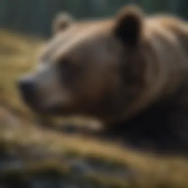 Phases of Grizzly Bear Hibernation Infographic illustrating the phases of hibernation in grizzly bears.