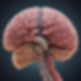 Illustration showing the pathway of lung cancer metastasis to the brain
