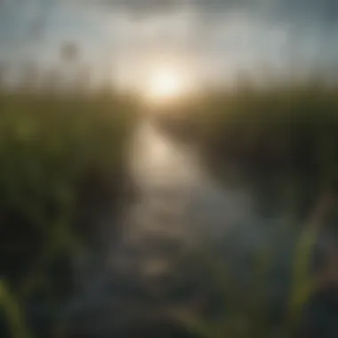 Illustration of threats to seagrass ecosystems from climate change