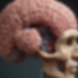 Illustration of the brain highlighting regions affected by stroke and their impact on auditory functions