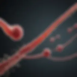 Diagram illustrating the stages of sperm development