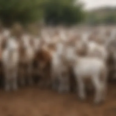 Community gathering around goats, illustrating their cultural significance