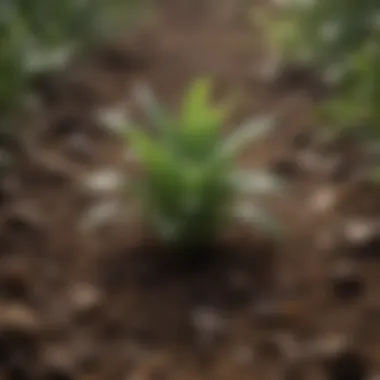 A diverse array of plants thriving in well-preserved soil