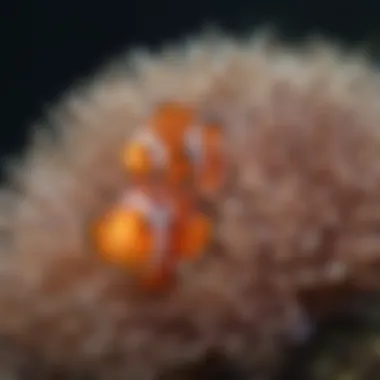 A Dance of Mutual Benefit: Clown Fish and Anemone Clown fish and anemone showcasing mutual interaction