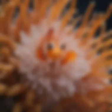 The Safety of Home: Clown Fish in Anemone Tentacles Clown fish nestled in the tentacles of a sea anemone