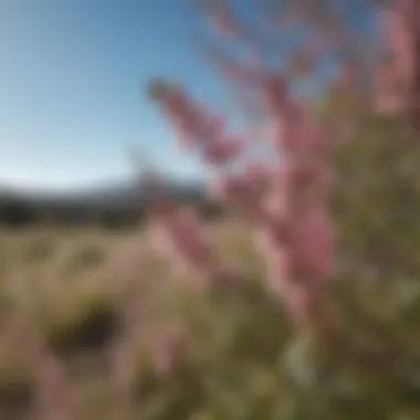 Field of Manuka flowers in New Zealand under clear blue sky