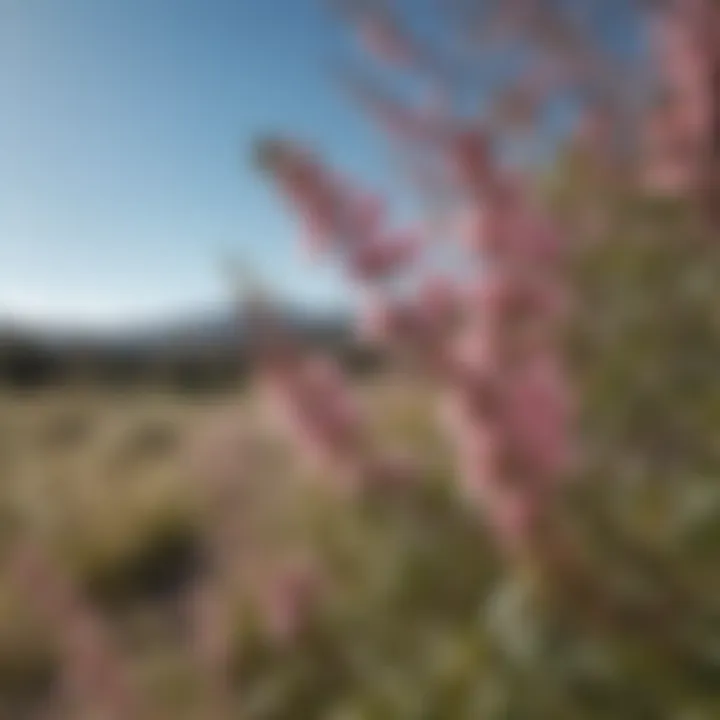 Field of Manuka flowers in New Zealand under clear blue sky