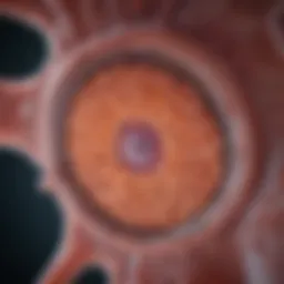 Microscopic view of transitional cell carcinoma