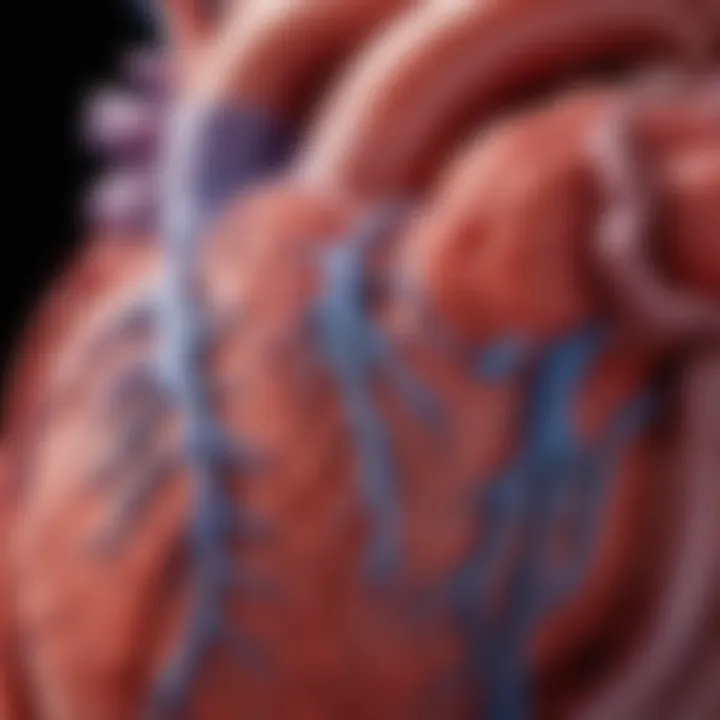 A close-up view of a healthy heart anatomy illustrating blood flow