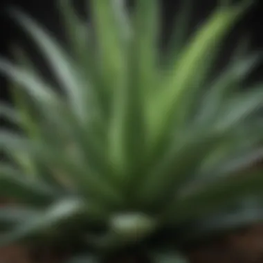 Chemical Composition of Aloe Vera A scientific representation of aloe vera's chemical components.