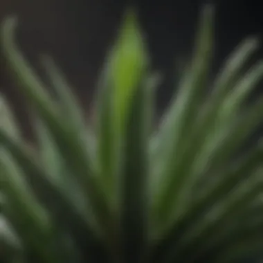 Aloe Vera Plant Characteristics Aloe vera plant showcasing its succulent leaves filled with gel.