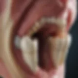 Illustration of tooth structure highlighting supporting bone
