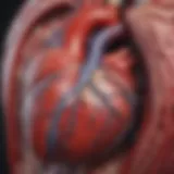 Illustration depicting the anatomy of the heart highlighting areas affected by borderline enlargement