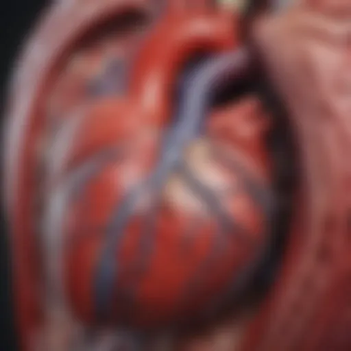 Illustration depicting the anatomy of the heart highlighting areas affected by borderline enlargement