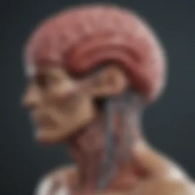 Major Regions of the Brain Detailed diagram of brain anatomy showcasing major regions