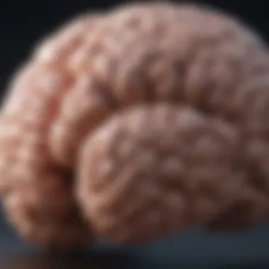 Brain Function and Behavioral Outcomes Chart depicting the relationship between brain function and behavior