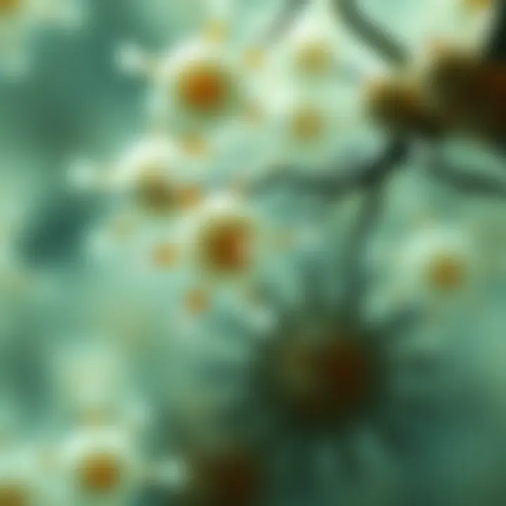 Role of calcium sensors in cellular signaling