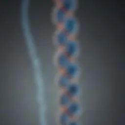 Chromosome structure illustration