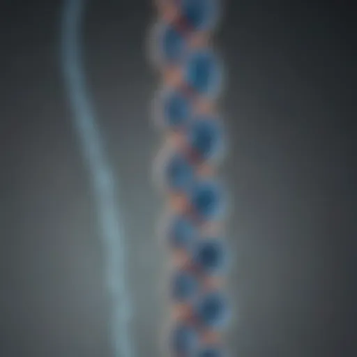 Chromosome structure illustration