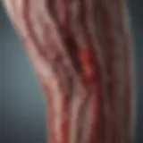 Diagram illustrating blood flow in lower extremities