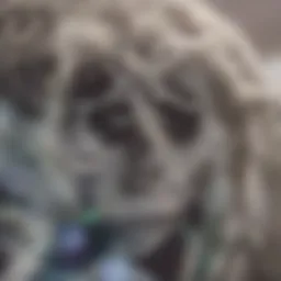 Illustration of a brain highlighting pain areas associated with cluster headaches