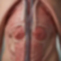 A close-up of a medical diagram illustrating the anatomical structures related to erectile dysfunction.