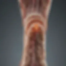 Illustration depicting the nerve pathways in the foot