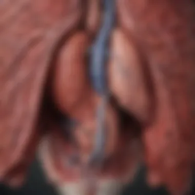 Anatomy and Functions of the Liver Illustration of liver anatomy and its functions