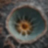 High-resolution CT scan depicting ground glass nodules