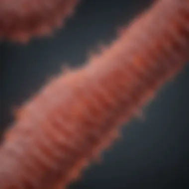 Treatment Options for Colon Cancer Diagram of treatment options for colon cancer