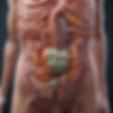 Gut Flora Interaction with the Immune System Diagram showcasing the gut flora's interaction with the immune system