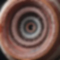 Detailed view of the orbital cavity highlighting anatomical structures