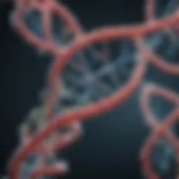 Genetic structure of POMC gene