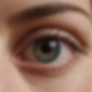 Anatomical Diagram of Eyelid Structure An anatomical diagram showcasing eyelid structure