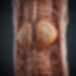 Illustration depicting the spinal cord and its functions