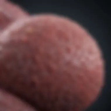 Understanding Stage 2C Prostate Cancer: A Comprehensive Examination Summary
