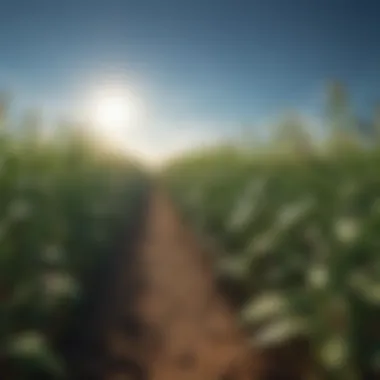 A vibrant field of genetically modified crops thriving under a clear blue sky