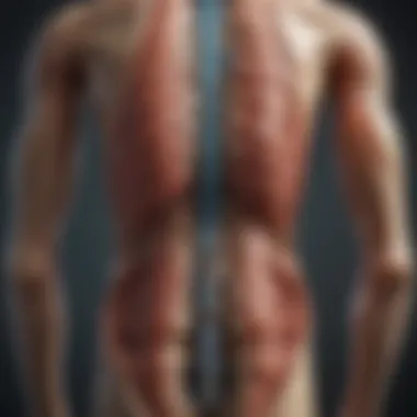 Anatomical Diagram of the Spinal Cord Anatomical diagram of the spinal cord