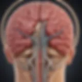 Diagram illustrating the location of the pituitary gland in the brain