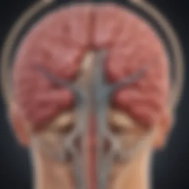 Location of the Pituitary Gland Diagram illustrating the location of the pituitary gland in the brain