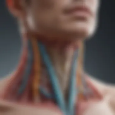 Anatomy of the Thyroid Gland and Energy Regulation Thyroid gland anatomy and its connection to energy levels