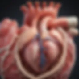 Illustration of heart valves anatomy and function