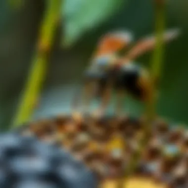 Wasp Interactions in Ecosystems Ecological interactions of wasps within their habitat