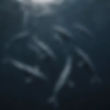 Aerial view of a pod of whales swimming together