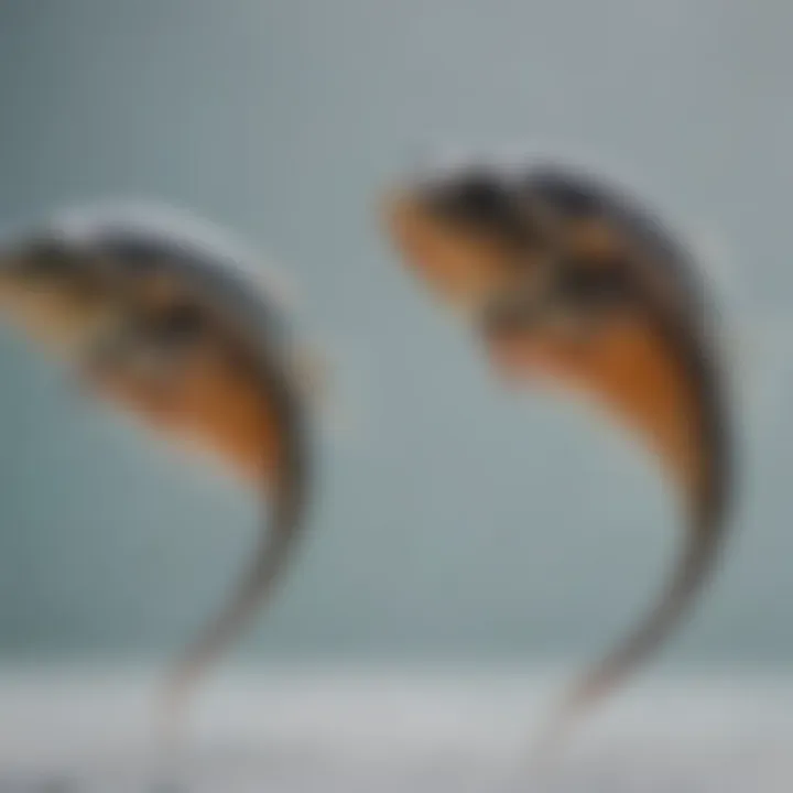 Microscopic view of zebrafish embryos undergoing toxicity assessment